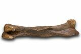 Fossil Hadrosaur (Edmontosaurus) Femur - Wyoming #379439-3